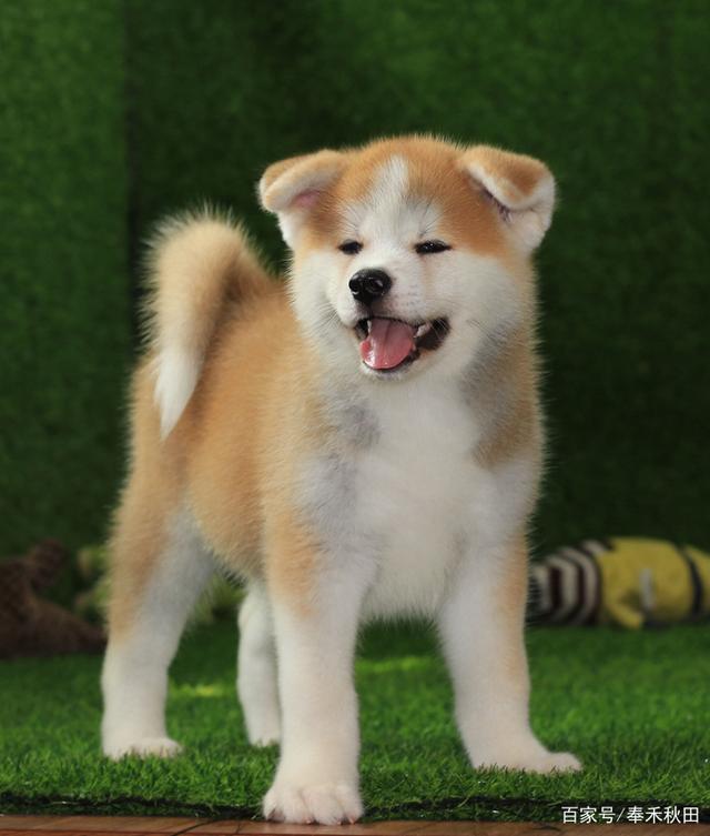 狗狗细小反复——宠物护理人员的专业指南